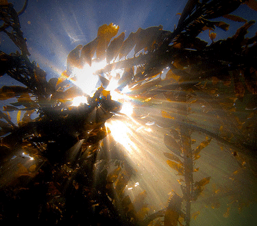kelp