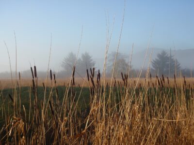 horsetails
