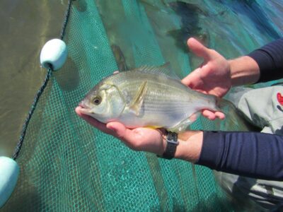 analyzing fish