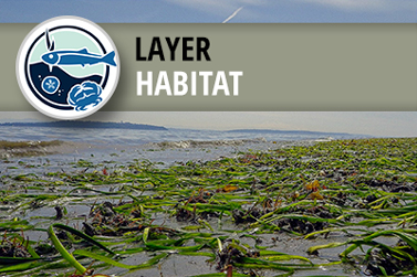 West Coast USA Eelgrass (Zostera sp.) Habitat