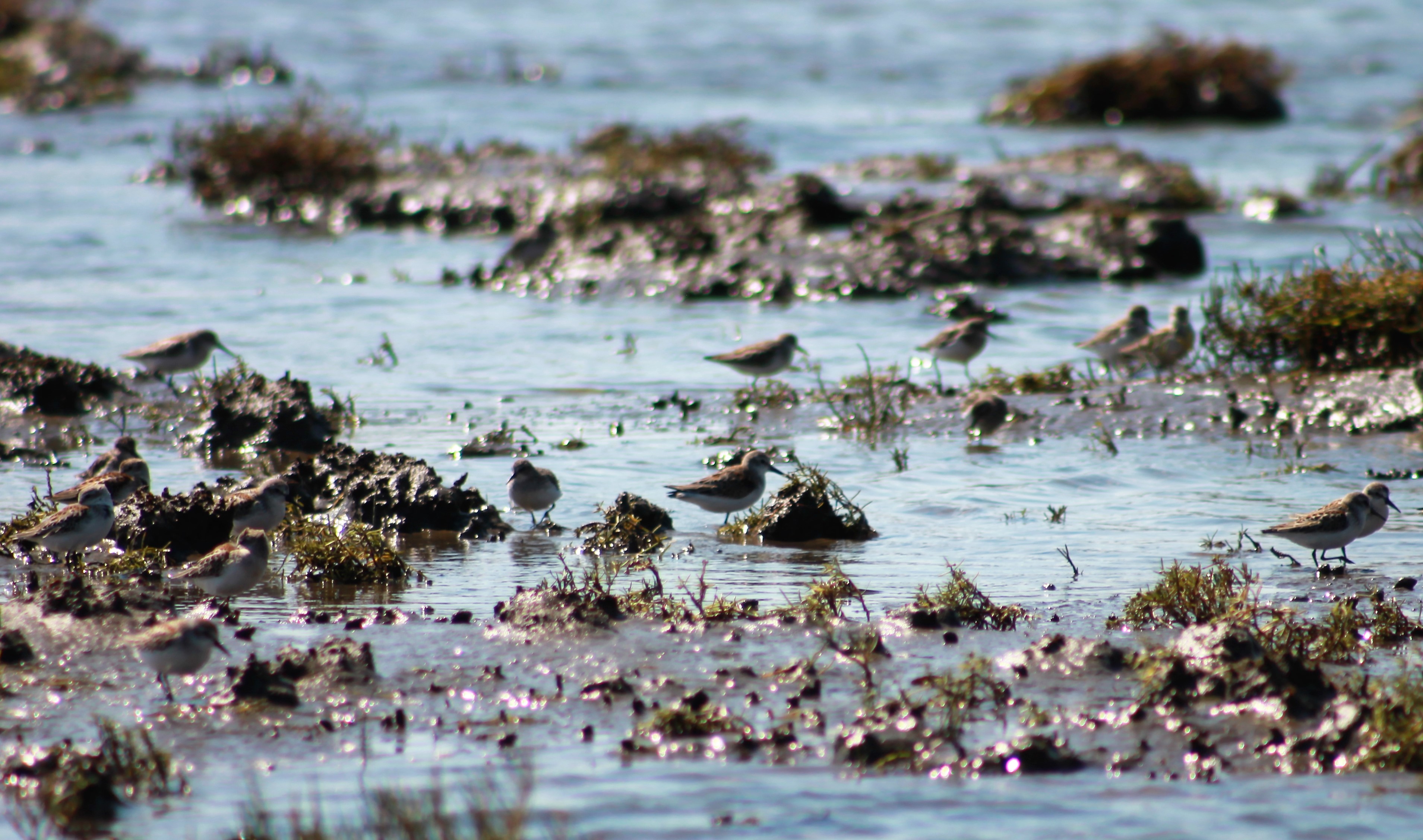 Bear River Estuary Restoration – Phase 5, WA (2018)