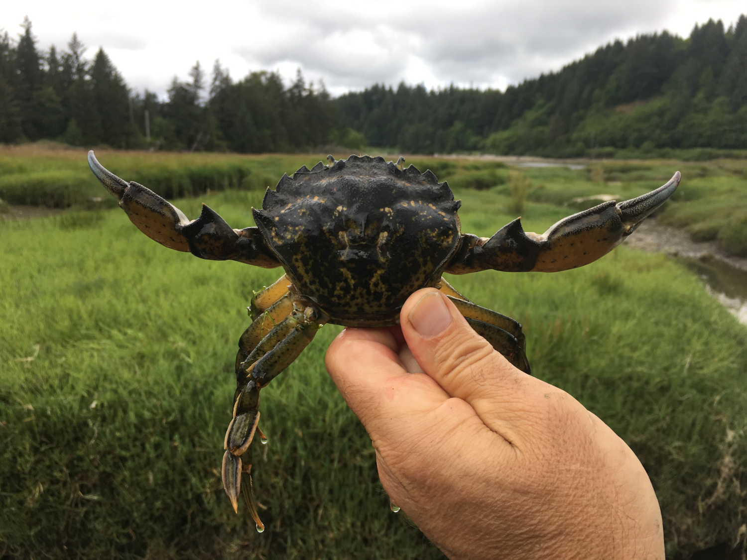 Managing European Green Crab in Makah Reservation Estuaries, WA (2018)