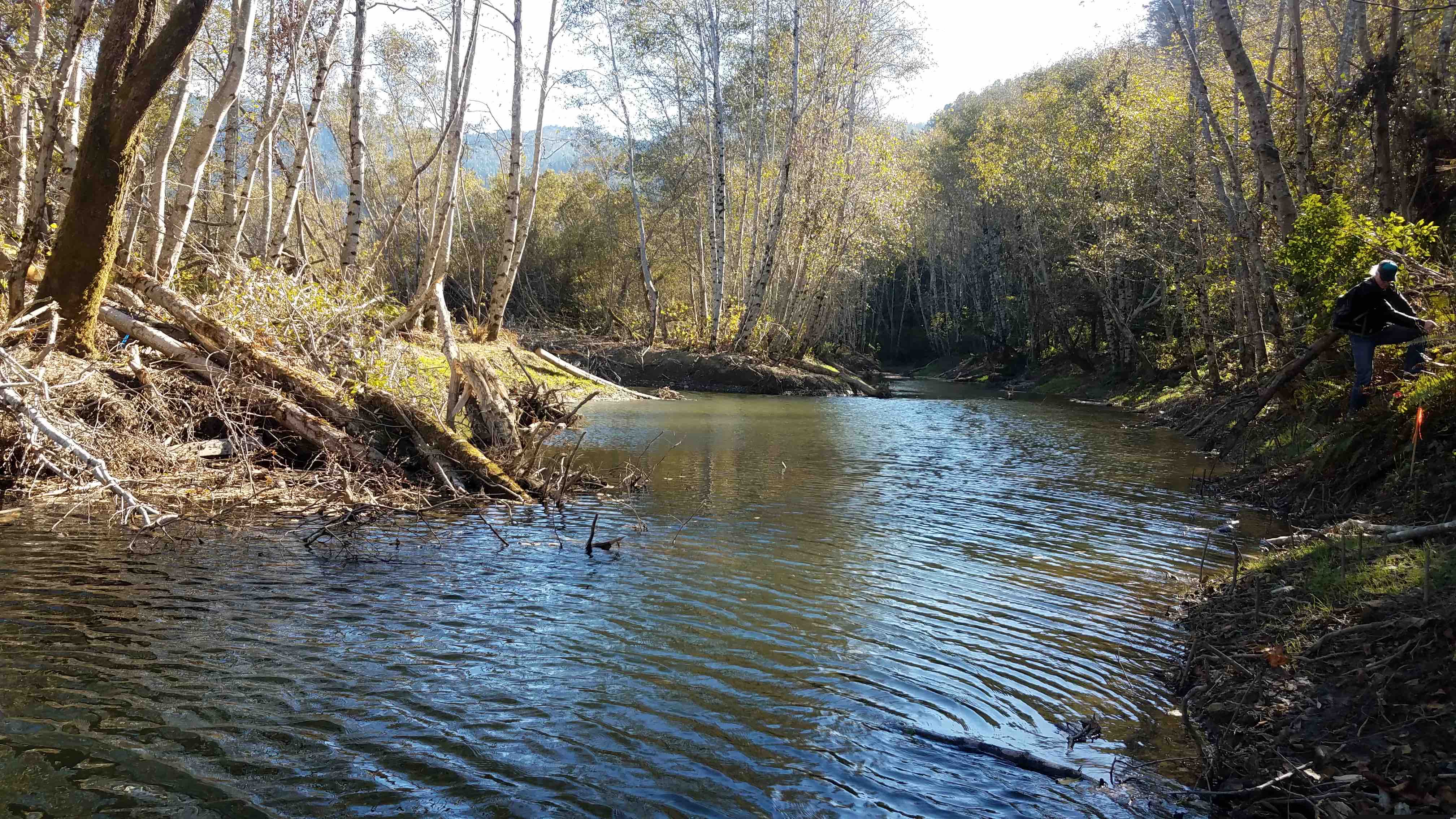 Mattole River Estuary Middle Slough Restoration, WA (2019)