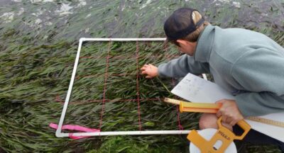 eelgrass transplanting
