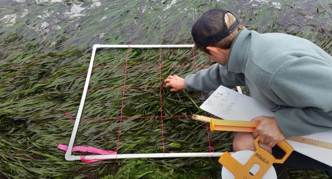 Eelgrass Expansion in the Morro Bay Estuary, CA (2019)
