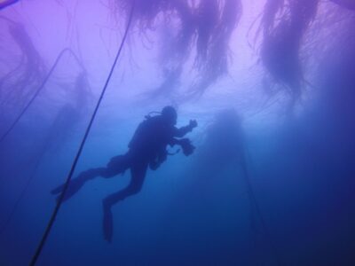 scuba diver in kelp bed