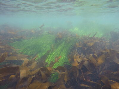 eelgrass