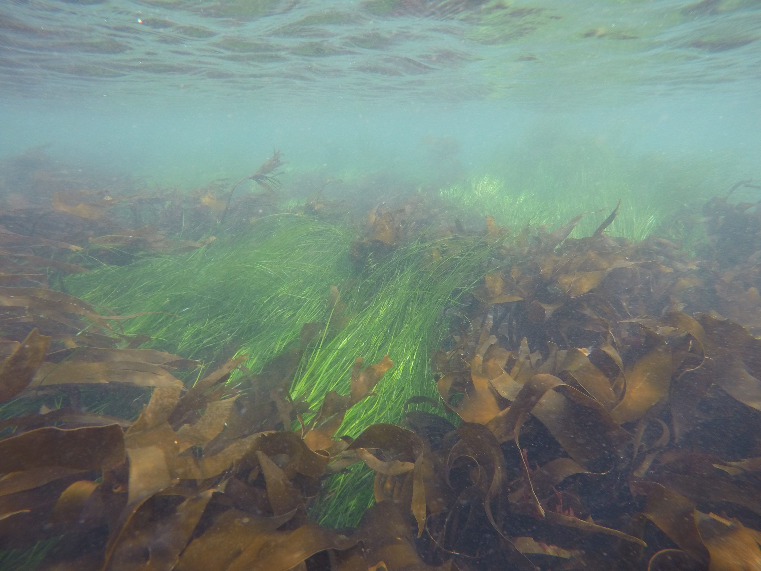 A regional scale assessment of fish habitat along the nearshore of greater Puget Sound, WA (2020)