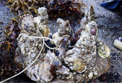 oyster shell