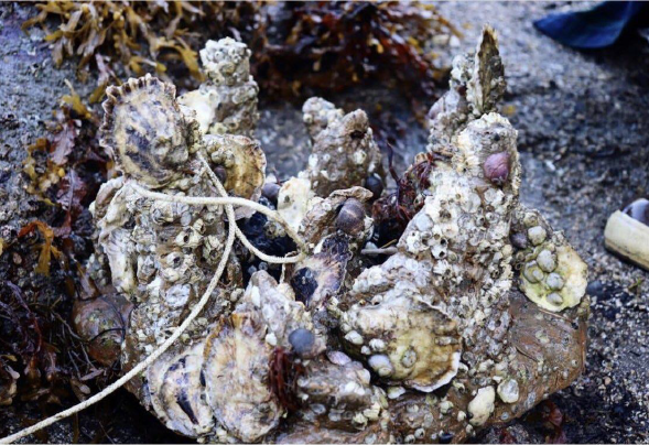 Enhancement of Olympia oysters to provide heterogeneous habitat for fish and invertebrates, OR (2020)