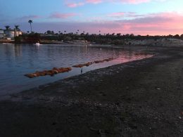 Upper Newport Bay Living Shorelines Project, CA (2017)