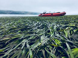 PMEP Eelgrass Restoration Synthesis Published in Ecosphere