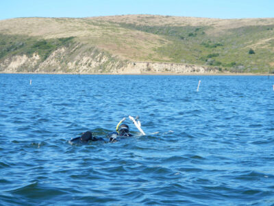 snorkeler in Drakes Estero