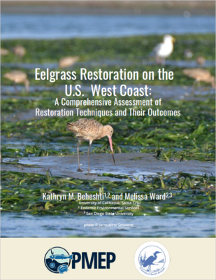 Eelgrass Restoration Synthesis report cover