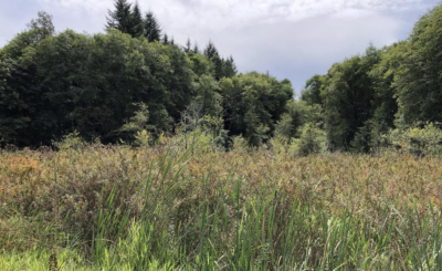 Blind Slough Wetland Reconnection Photo - PMEP