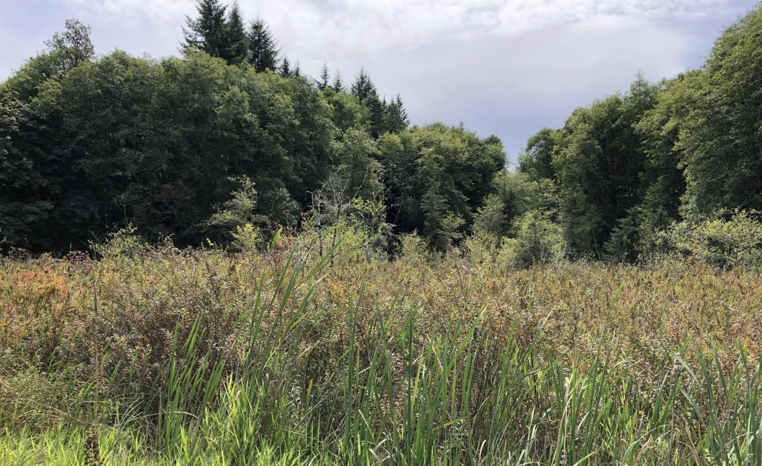 Blind Slough Wetland Reconnection, OR (2021)