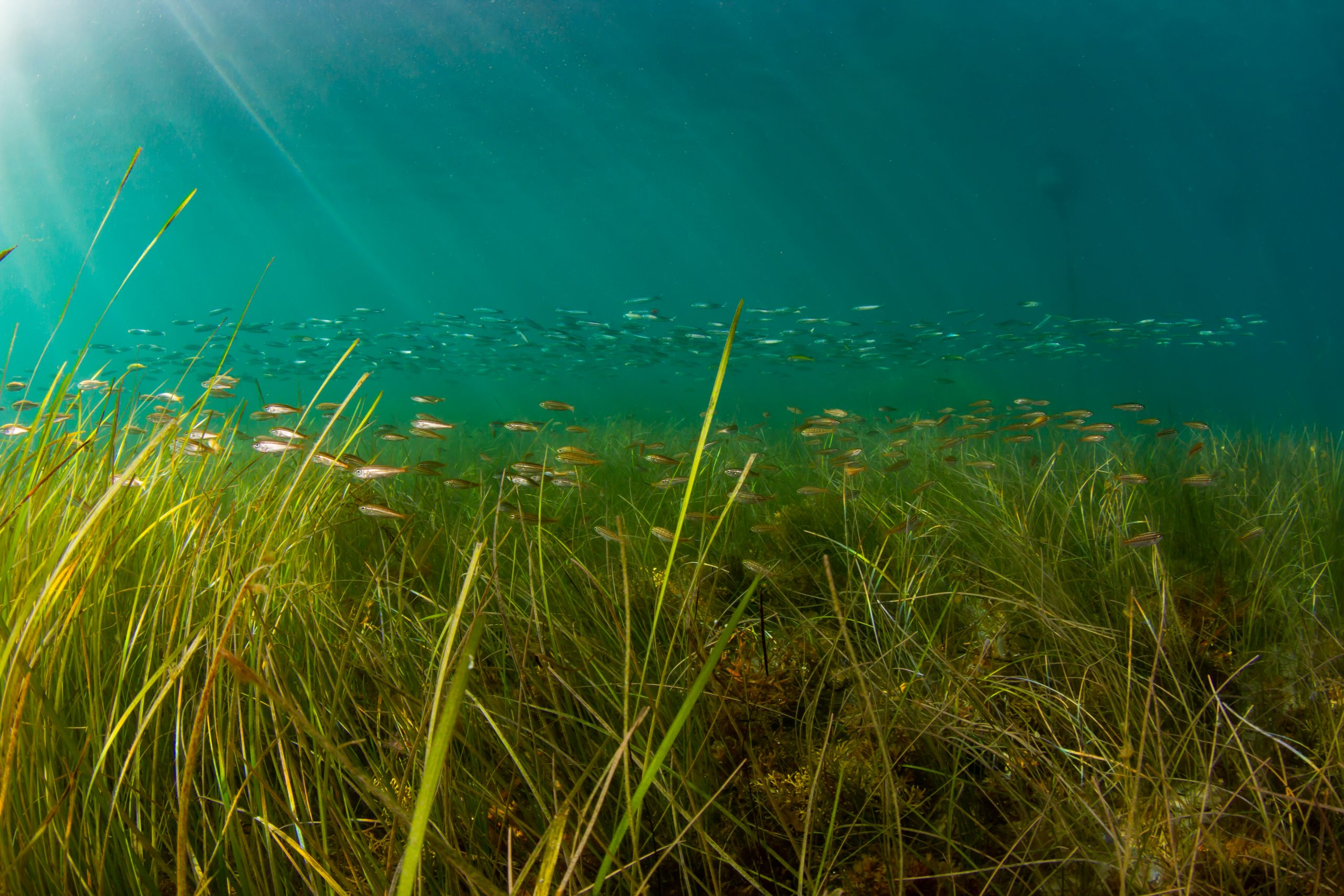 Catalina Island Eelgrass Restoration, CA (2021)