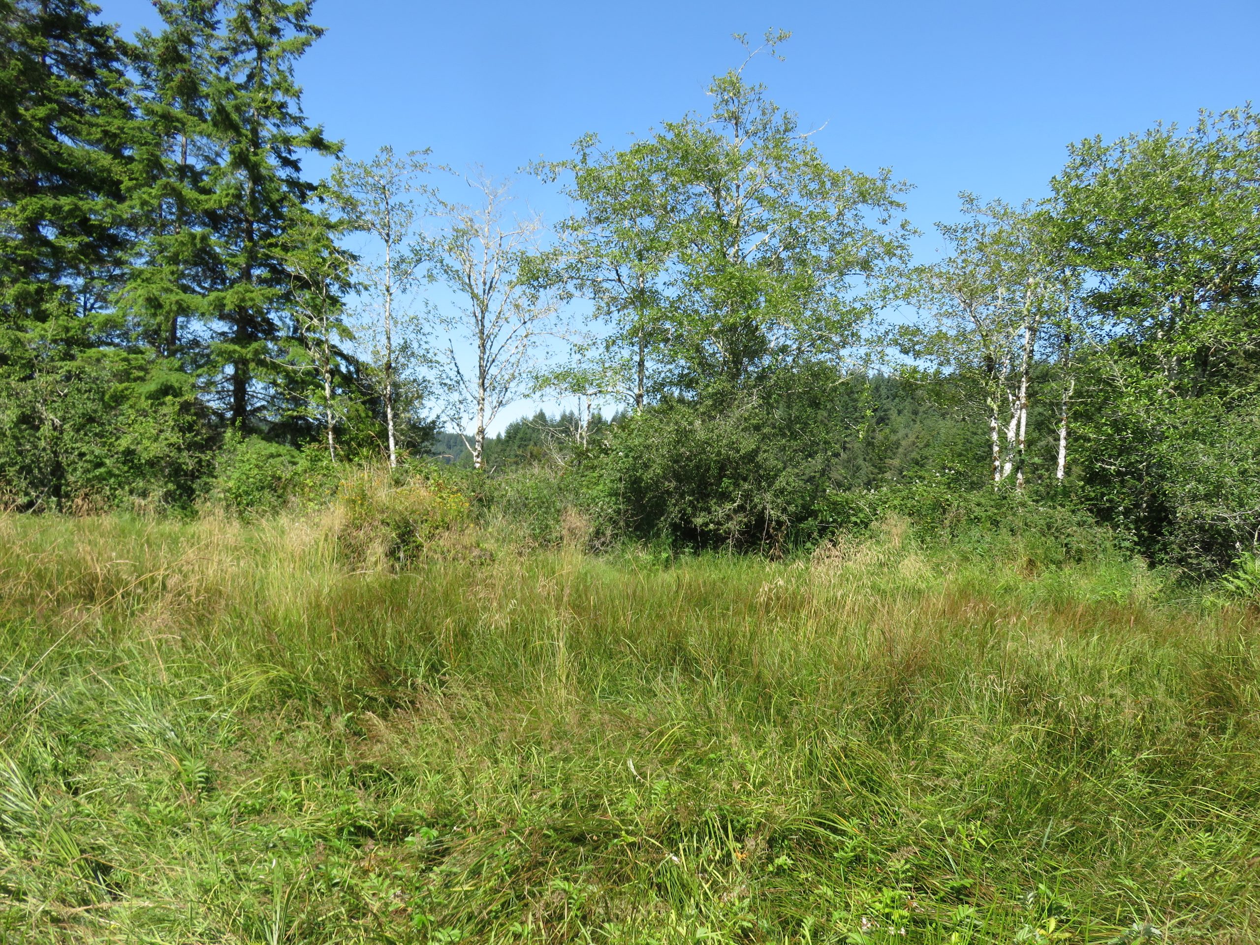 Restoring Tidal Swamp, Marsh and Connectivity- Yaquina Estuary, OR (2021)