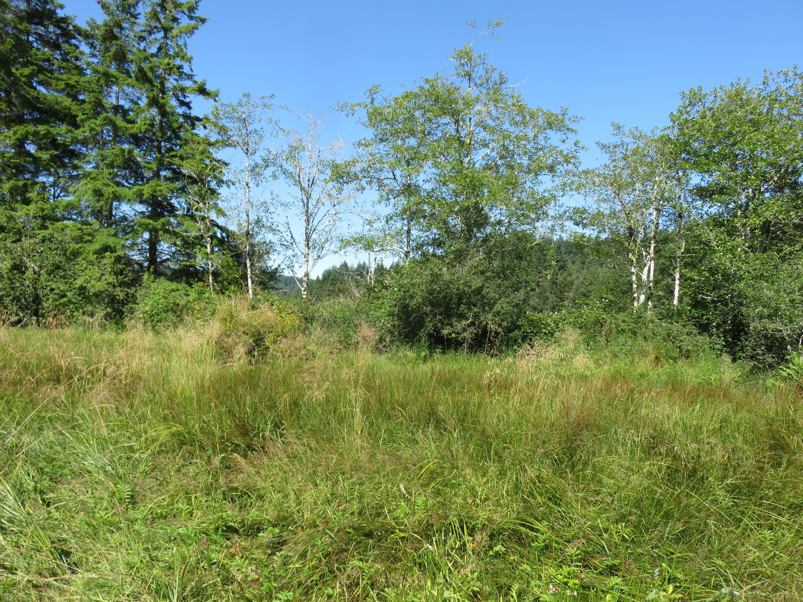 Restoring Tidal Swamp, Marsh and Connectivity- Yaquina Estuary, OR (2021)