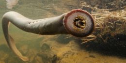 Native Lamprey Species Report