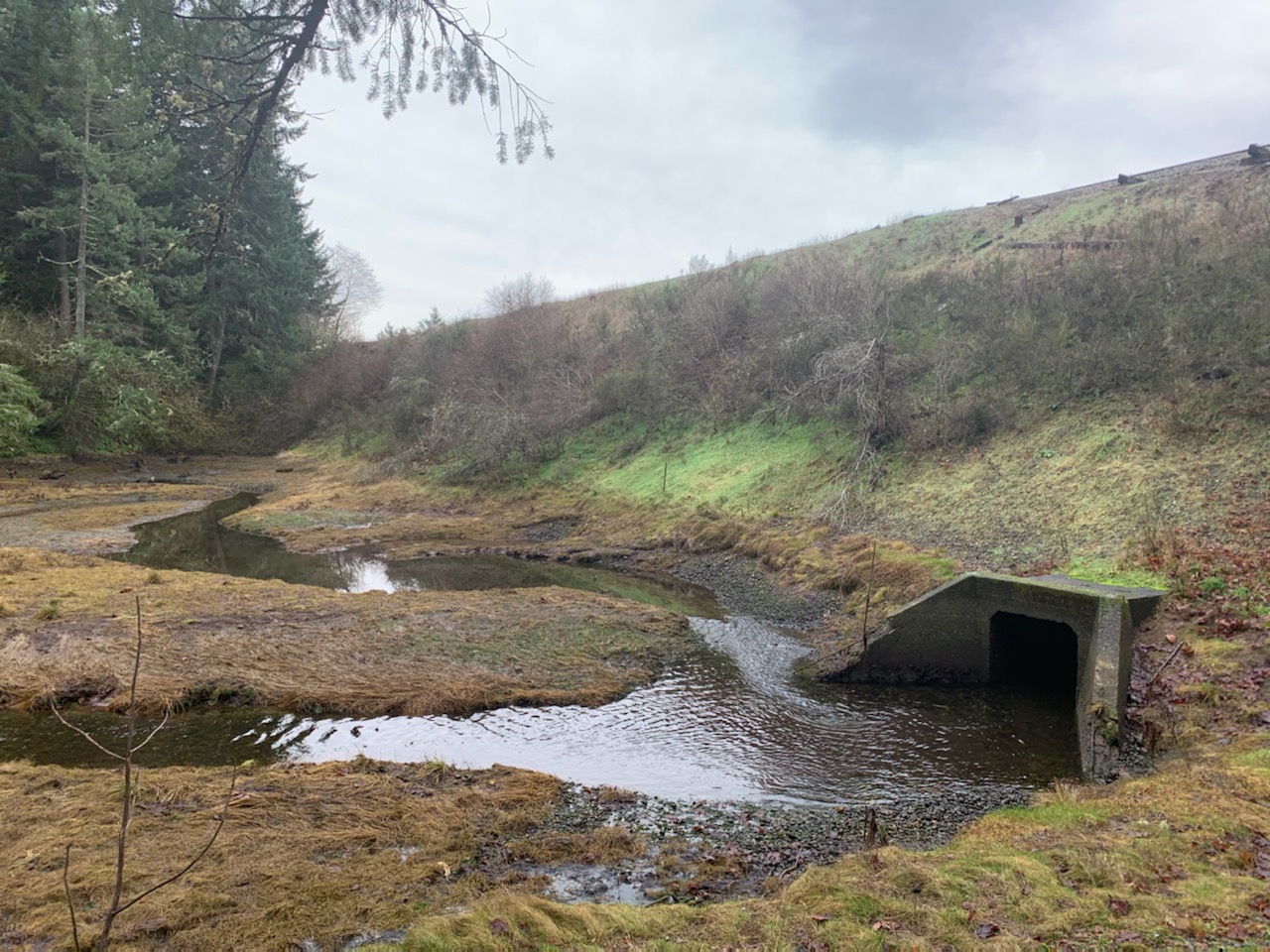 Sequalitchew Creek Estuary Restoration Design Alternatives, WA (2022)