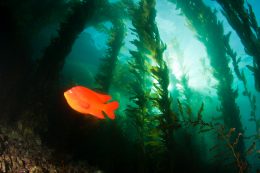 State of the Knowledge of U.S. West Coast Nearshore Habitat Use by Fish Assemblages and Select Invertebrates Available Now!