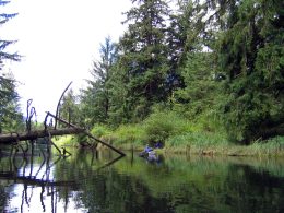 Restoring tidal swamps in the Pacific Northwest: information for restoration practitioners