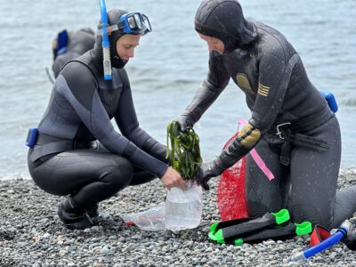 2 divers collecting Eelgrass on beach