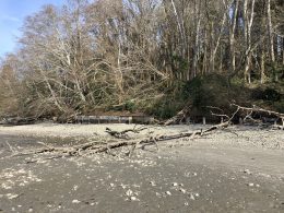 Henderson Bay Armor Removal, WA (2024)