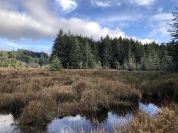 Alsea Bay, OR