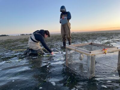 OSU Students measure eelgrass area, density, and shoot height at Coos Bay Regional Airport.