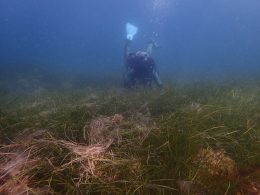 Catalina Island Eelgrass Restoration, CA (2025)