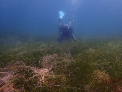 A diver monitors eelgrass underwater at Rippers Cove, California