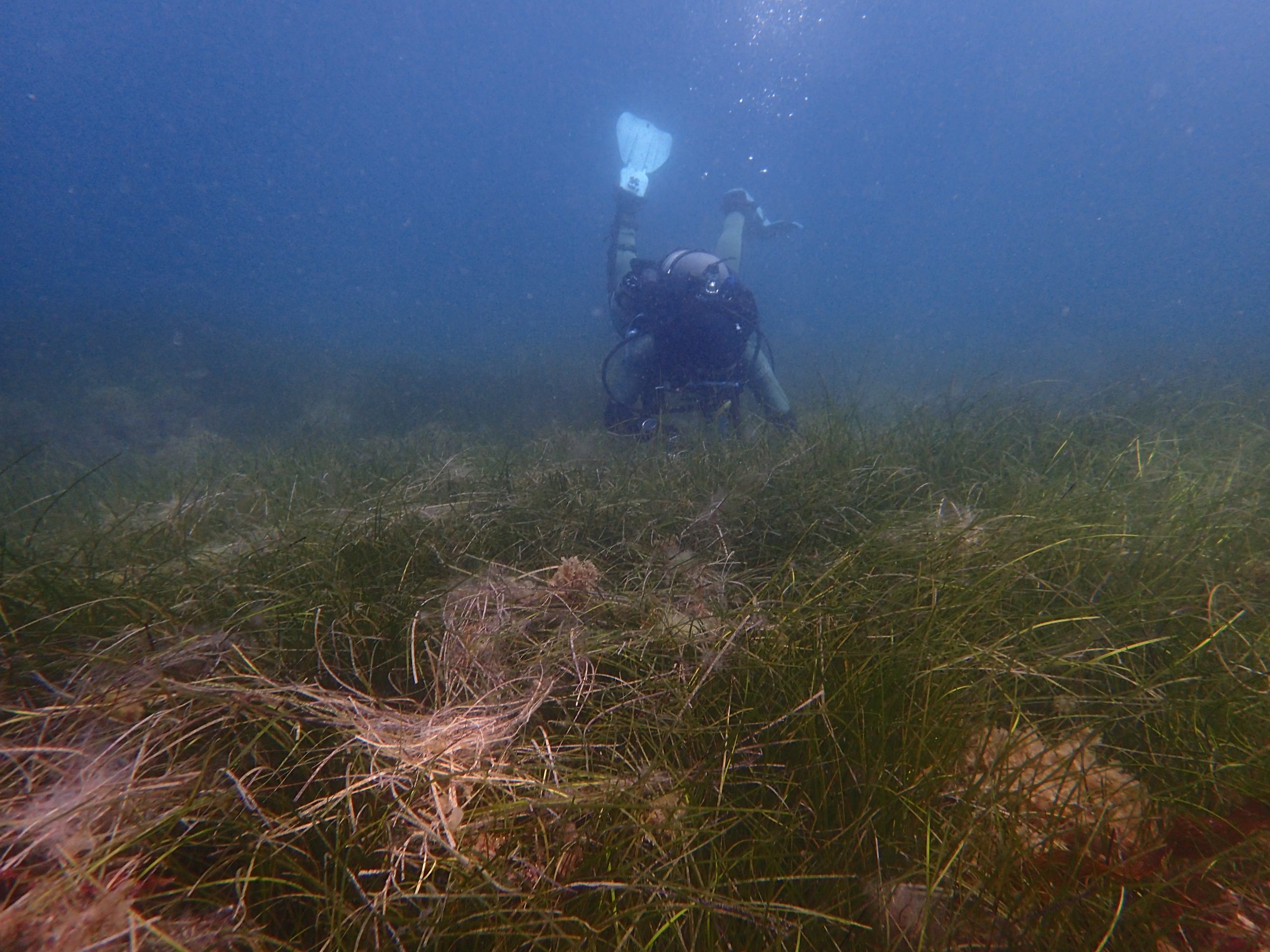 Catalina Island Eelgrass Restoration, CA (2025)