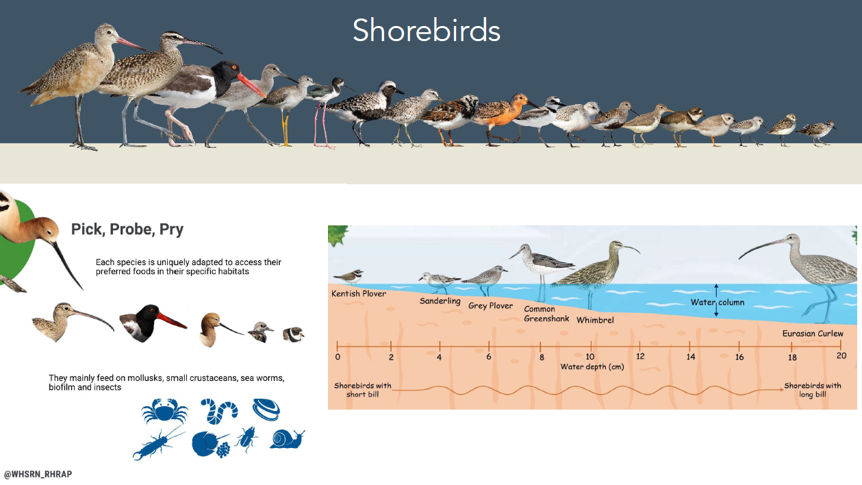 2026 Effective Estuary Restoration Symposium – Restoring ecological functions for multi-species benefits
