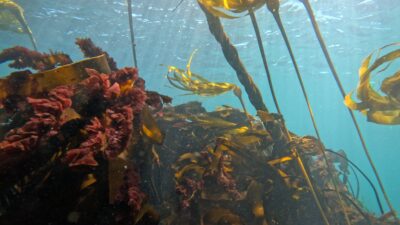 Kelp underwater